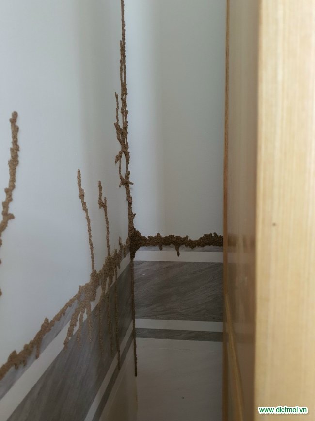 Mối di chuyển tạo đường đất trên chân tường