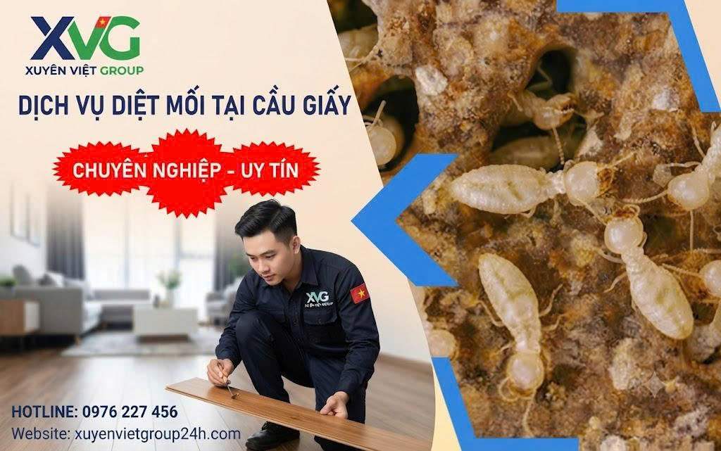 Dịch vụ diệt mối tại Cầu Giấy