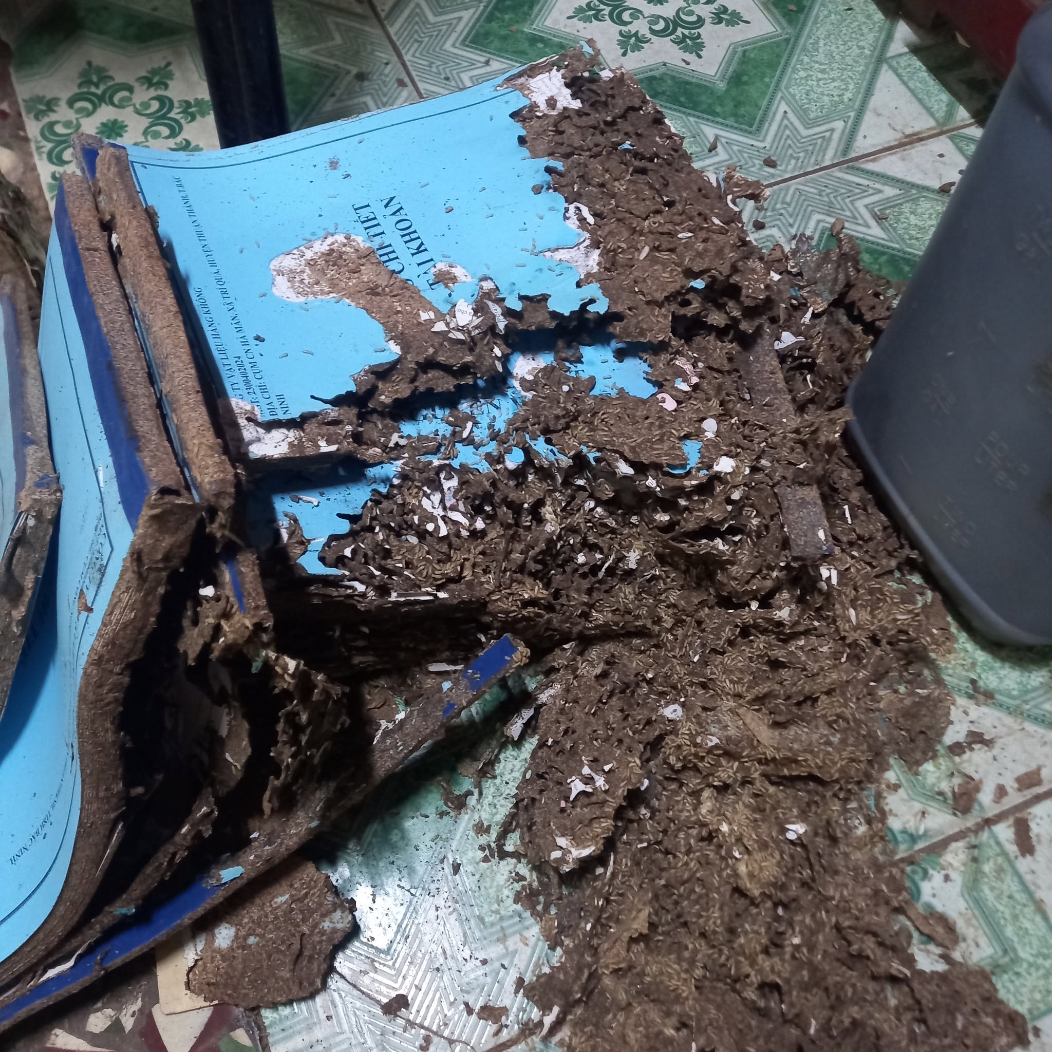 Dấu hiệu mối xâm nhập trong nhà bạn nên lưu ý