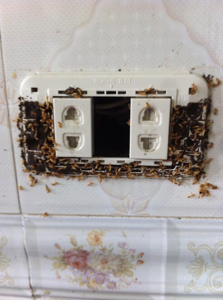 Mối tấn công và phá hủy ổ điện gia đình