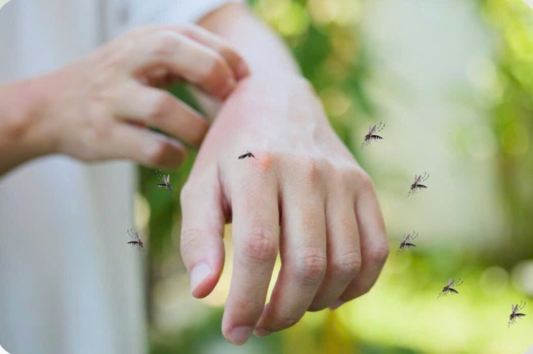 Muỗi đốt có thể gây ra nhiều bệnh truyền nhiễm nguy hiểm cho con người